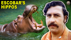 How A Notorious Criminal's Pet Hippos Are Still A Huge Problem Decades Later Instructional Video