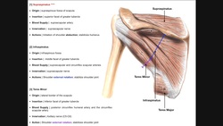 Rotator Cuff Muscles | Origins, Insertions, Innervations, and Actions Instructional Video