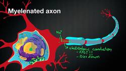 024 @Nicodube23 How Myelin Sheaths speed up the Action Potential Instructional Video