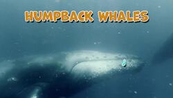 I WONDER - Why Do Whales Sing? Instructional Video