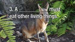 Quiz Instructional Video