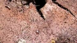 Ants colony on tree bark Stock Footage