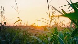 Sunset at cornfield. Organic food. Stock Footage