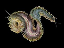 Phylum Annelida Part 2: Polychaeta (Segmented Marine Worms) Instructional Video