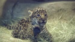 Every Birth Is So Important For The Species of Jaguar Cubs To Continue To Survive Instructional Video