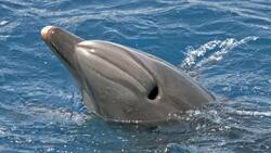 Discovering Dolphins: Beyond the Surface Instructional Video