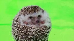 A cute hedgehog on green screen Stock Footage