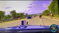 Cowboy chases runaway steer on Michigan highway News Clip