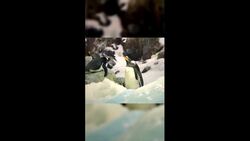 Most People Don’t Know This About Antarctica… Do You? Instructional Video