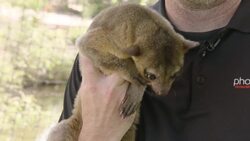 See How This Kinkajous Climb Down Trees By Rotating Their Feet 180 Degrees Instructional Video