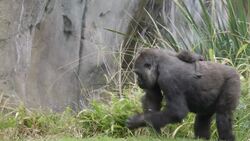 Cuteness Overload! Watch This Baby Gorilla Get Cradled Like a Football Instructional Video