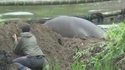 VOICED : Liberan a elefante marino que estuvo varado 13 dias en Ecuador News Clip