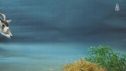 Meet Amali and Adeline, Saving the Critically Endangered Addax Instructional Video