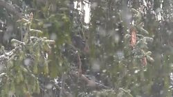 Snowing and fir trees Stock Footage