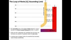 The Loop Of Henle [Part 1] | Countercurrent Multiplication Instructional Video
