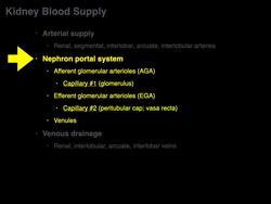 Kidney blood supply Instructional Video