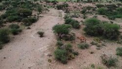 VOICED : Milk meat and might: in Somalia, 'the camel is king' News Clip