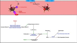 Pharmacology of the Clotting (Coagulation) Cascade Instructional Video