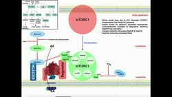 Exercise Physiology | mTORC1 and Muscle Protein Synthesis Instructional Video