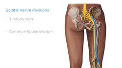 Sacral plexus Instructional Video
