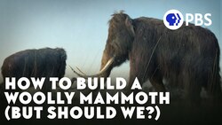 We Can “Bring Back” The Woolly Mammoth. Should We? Instructional Video