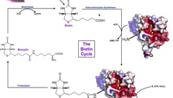 The Biotin Cycle | Mammalian Biotin (Vitamin B7) Metabolism & Processing Instructional Video