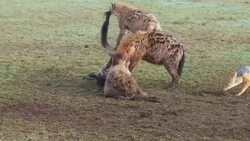 hyenas eating carrion and jackals at africa Stock Footage