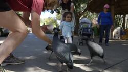 Footage of a Parading Flock of Guinea Fowl Surprising Zoo Guests Is One of the Funniest Videos Out There Instructional Video