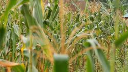 Significance and Uses of Millet Around the World Instructional Video