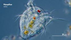 The Diversity of Shapes in the Microcosmos Instructional Video