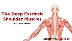 088 The Deep Extrinsic Shoulder Muscles Instructional Video