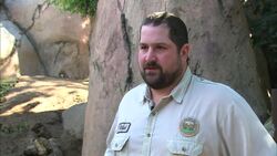 The Furry Animals That Make Their Homes in Kopjes Instructional Video