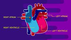 How the Heart Works Instructional Video