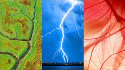 Why Trees Look Like Rivers and Also Blood Vessels and Also Lightning… Instructional Video