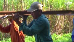 The Extreme Process of Transporting Sugarcane on Dangerous Train Tracks Instructional Video