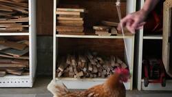 #TheMoment 'the world's smartest chicken' was discovered in Canada News Clip