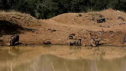 Family of African pig Warthog in South Africa safari wildlife Stock Footage