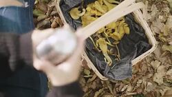 Woman picking mushrooms and drinking coffee in the forest Stock Footage