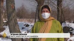 Migrating birds struggle to find food in Kashmir News Clip