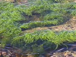 Investigating Simple Plants: Video Review Instructional Video