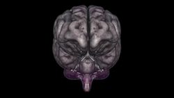 Saccadic Eye Masking: How Our Brain Keeps Our Vision Steady and Clear Instructional Video