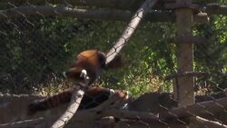 Milwaukee zoo has first red panda cub News Clip