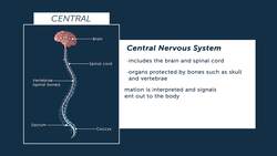 Nervous System Instructional Video