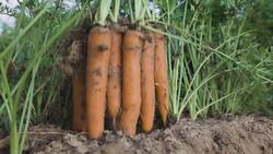 Parts of a Plant: Part 2 Instructional Video