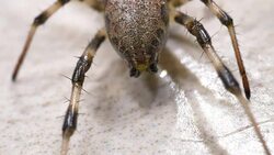 Spider Moves Slowly Stock Footage