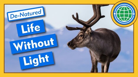 How Do Reindeer Function Without Sunlight? - De-Natured