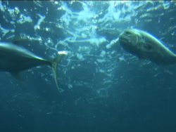 Features of Fish: Video Review Instructional Video