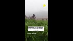 Illegal Cannabis Plantation Worth Rs 1.5 Crore Destroyed In Tripura News Clip