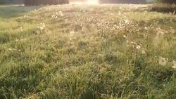 Sunrise  misty meadow with dewy spider webs from drone Stock Footage