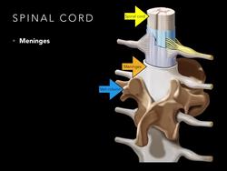 Spinal cord Meninges Instructional Video